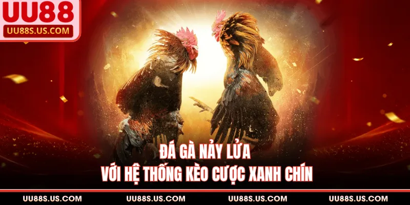 UU88 12 Đá gà nảy lửa với hệ thống kèo cược xanh chín